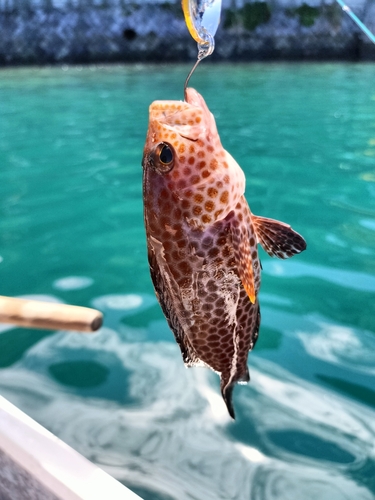 オオモンハタの釣果