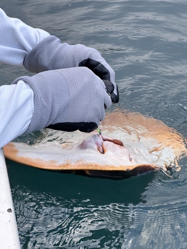 アカエイの釣果