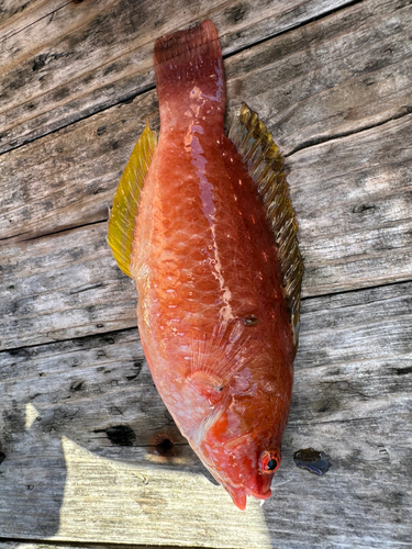 アカササノハベラの釣果