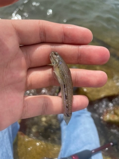 ゴクラクハゼの釣果