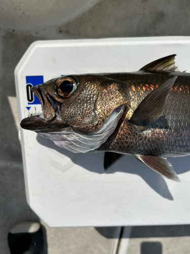 ムツの釣果