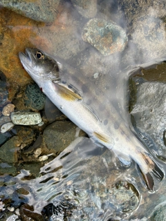 ヤマメの釣果