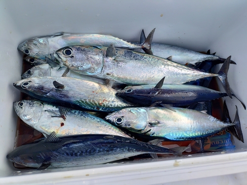 ソウダガツオの釣果