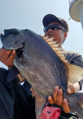 イシダイの釣果