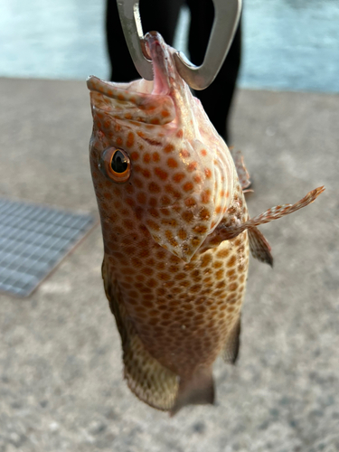 オオモンハタの釣果