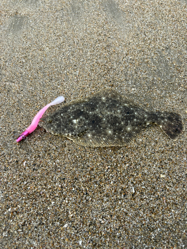 ソゲの釣果