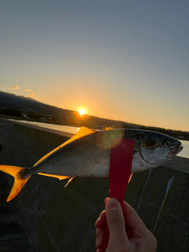 フクラギの釣果