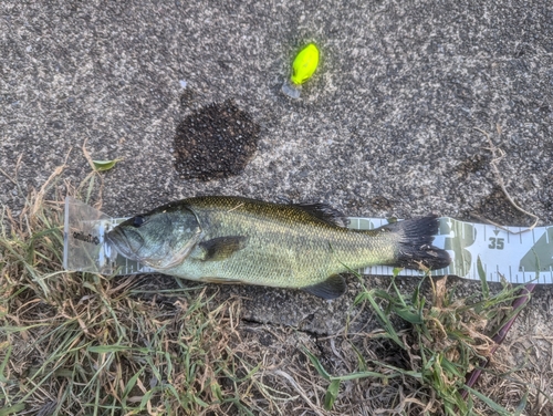 ブラックバスの釣果