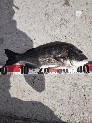 チヌの釣果