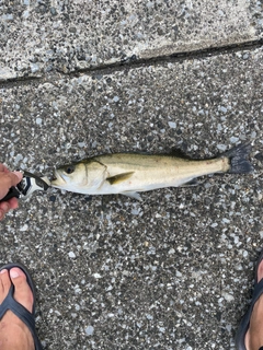 スズキの釣果