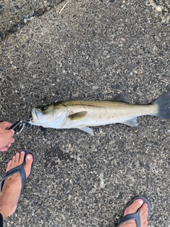 スズキの釣果