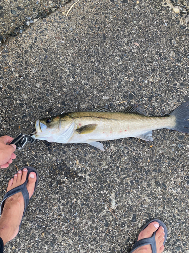 スズキの釣果