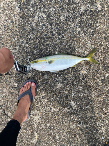 イナダの釣果