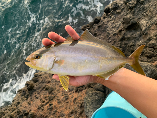 ショゴの釣果