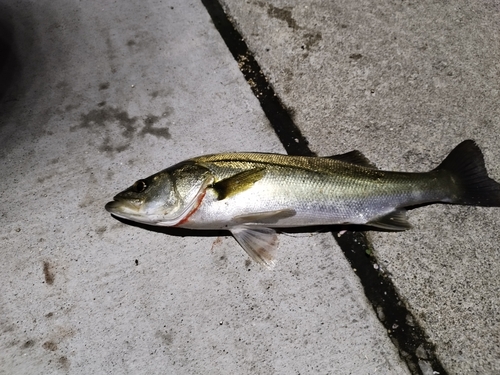 スズキの釣果