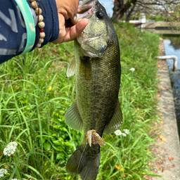 ブラックバス