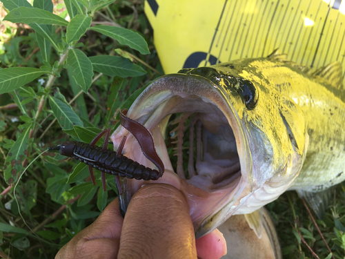 ブラックバスの釣果