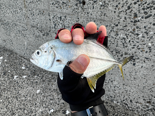 オニヒラアジの釣果