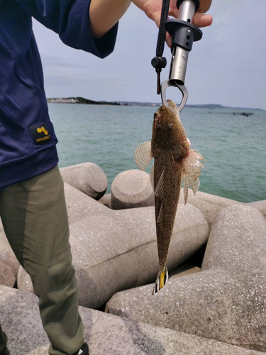 ミナミマゴチの釣果