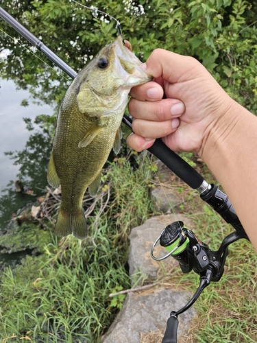 ラージマウスバスの釣果