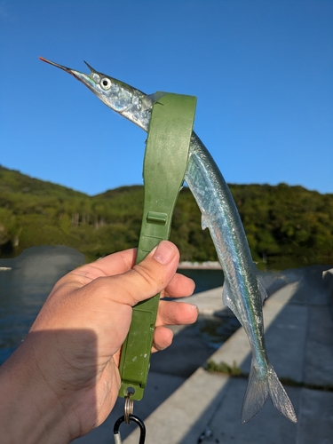 サヨリの釣果