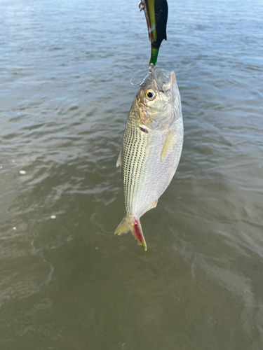 コノシロの釣果