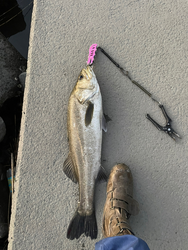 シーバスの釣果