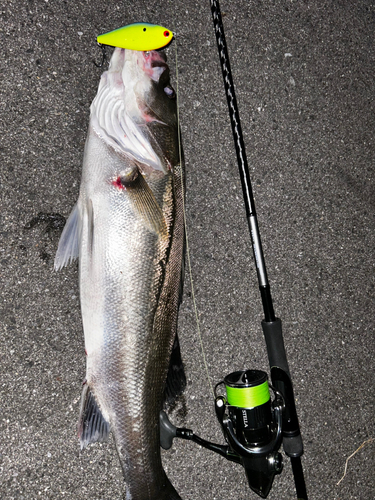 シーバスの釣果