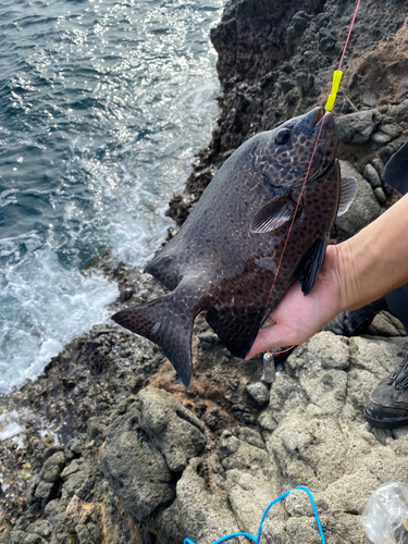 アカハタの釣果