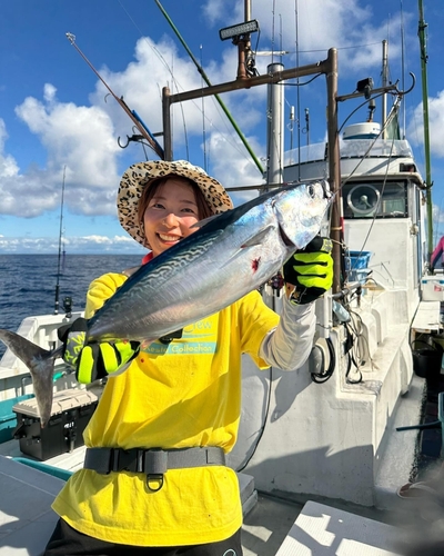 カツオの釣果