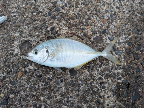 鹿島港魚釣園