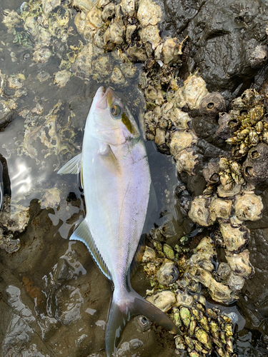 ショゴの釣果