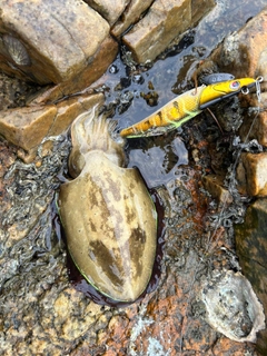 モンゴウイカの釣果