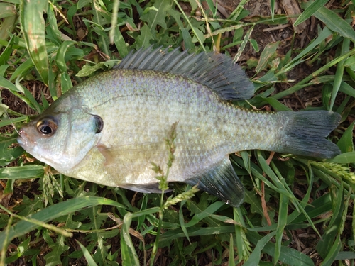 ブルーギルの釣果