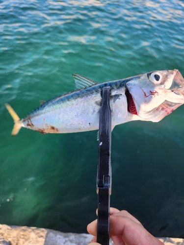 サバの釣果