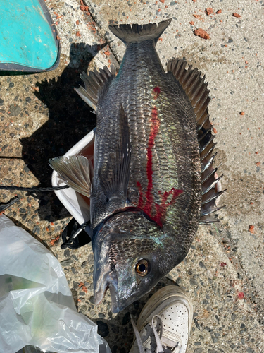 チヌの釣果