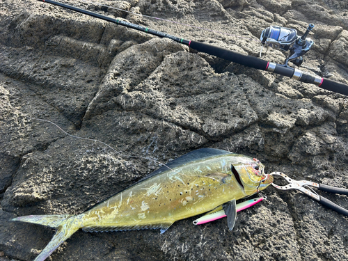 シイラの釣果