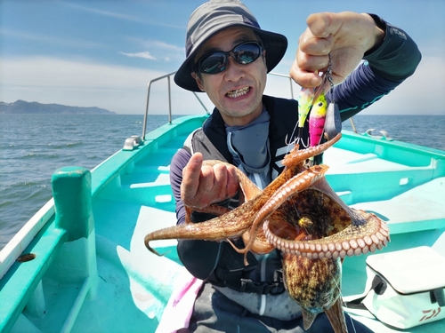 マダコの釣果