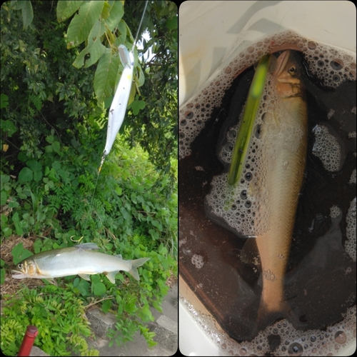 アユの釣果