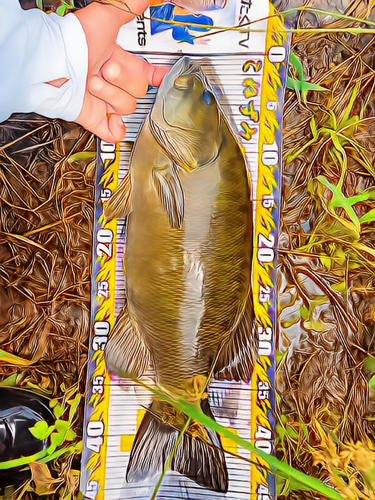 スモールマウスバスの釣果