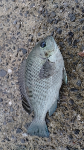 メジナの釣果