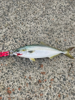 ハマチの釣果