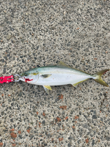 ハマチの釣果