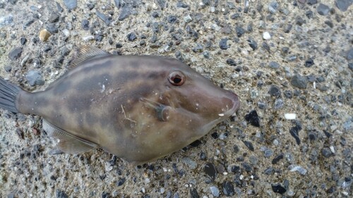 ウマヅラハギの釣果