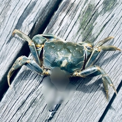 カニの釣果