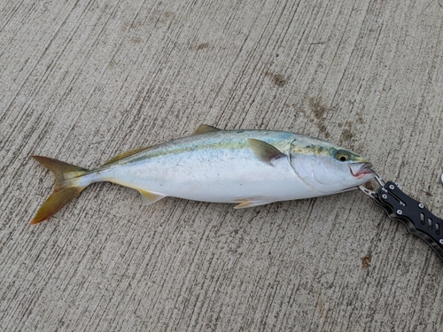 イナダの釣果