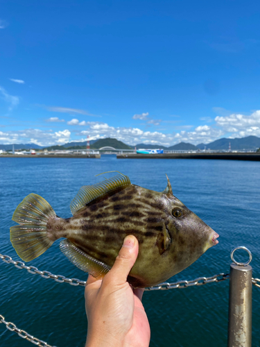 カワハギの釣果