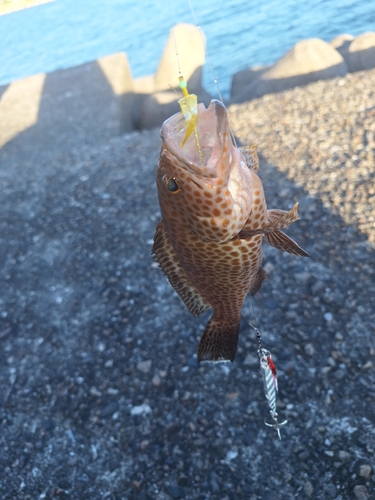 オオモンハタの釣果