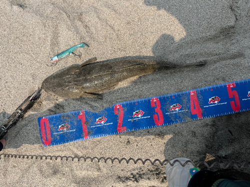 コチの釣果