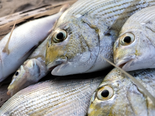 ヘダイの釣果